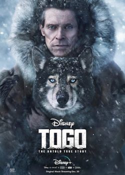 Chú Chó Togo Chú Chó Togo